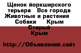 Щенок йоркширского терьера - Все города Животные и растения » Собаки   . Крым,Старый Крым